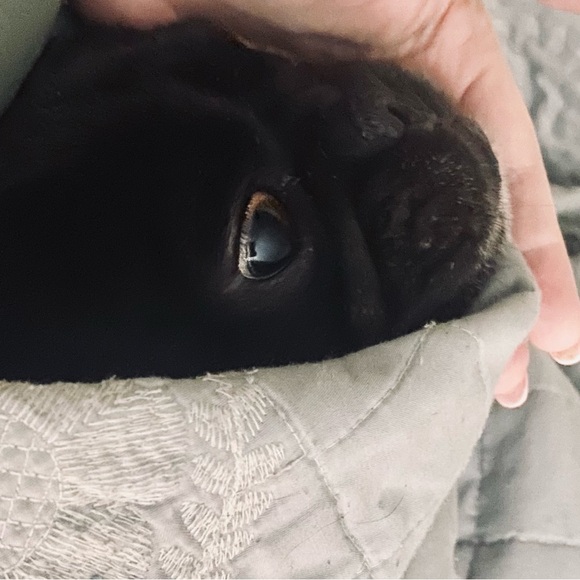 🐾Meet Ella! 🐾 - Picture 11 of 14